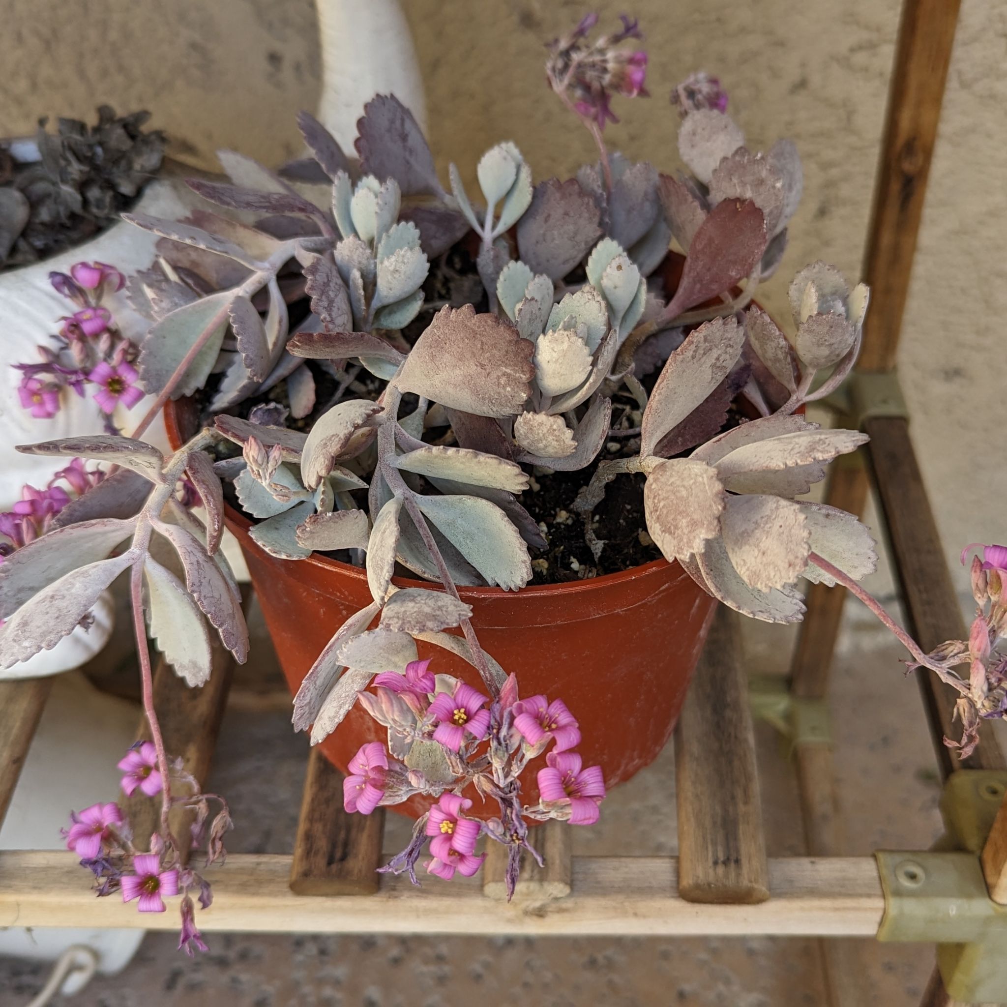 Flower Dust Plant in a pot with visible flowers and some leaf discoloration.