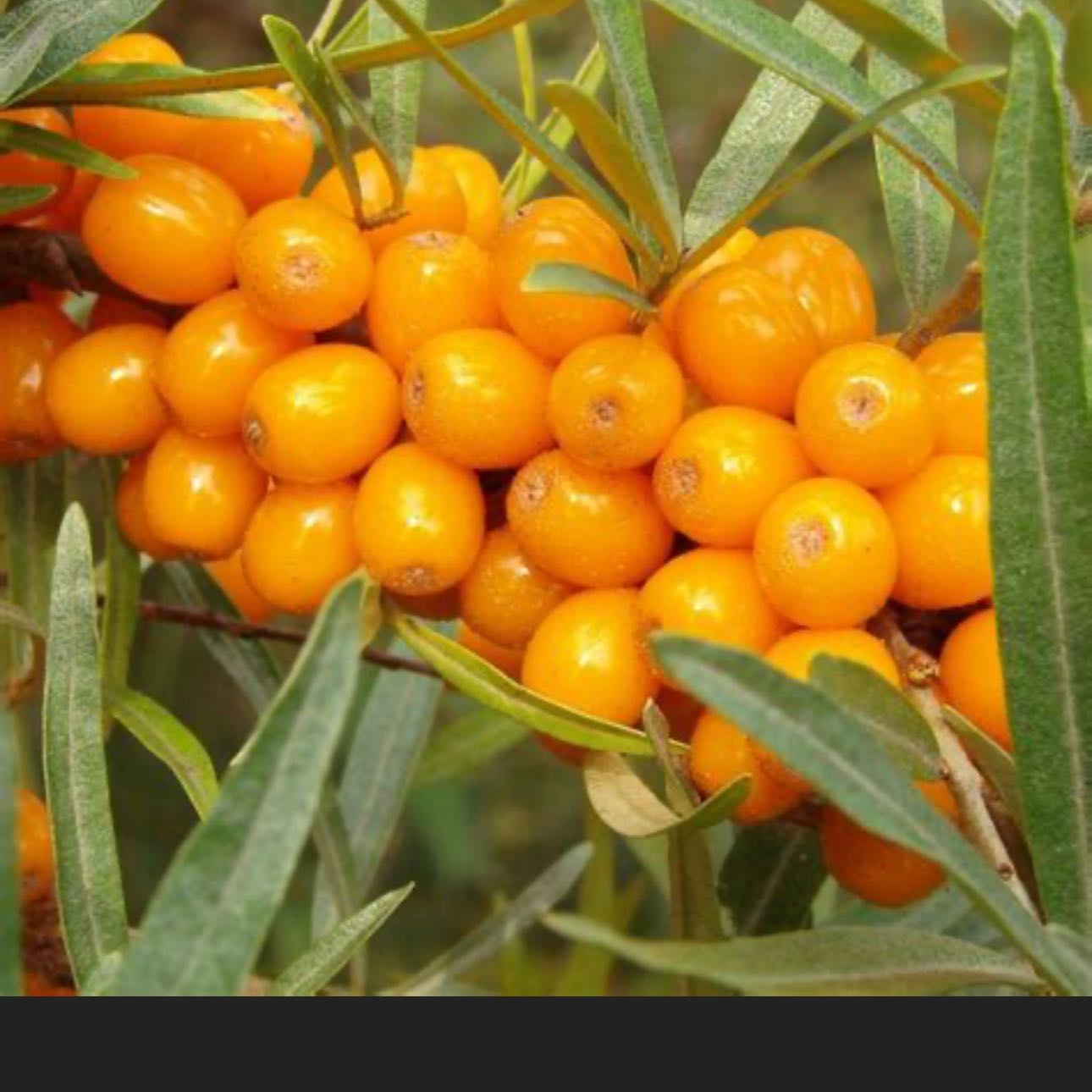 Photo of the plant species Sea-Buckthorn by @NovelRedpalulu named princess on Greg, the plant care app