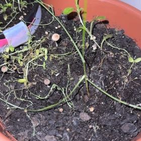 Photo of the plant species Perennial Flax by @NovelRedpalulu named Nithin on Greg, the plant care app