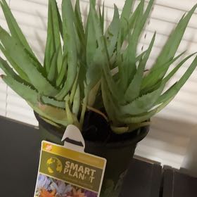 Photo of the plant species Aloe 'Walmsley's Blue' by @ExecEarthball named Coco on Greg, the plant care app
