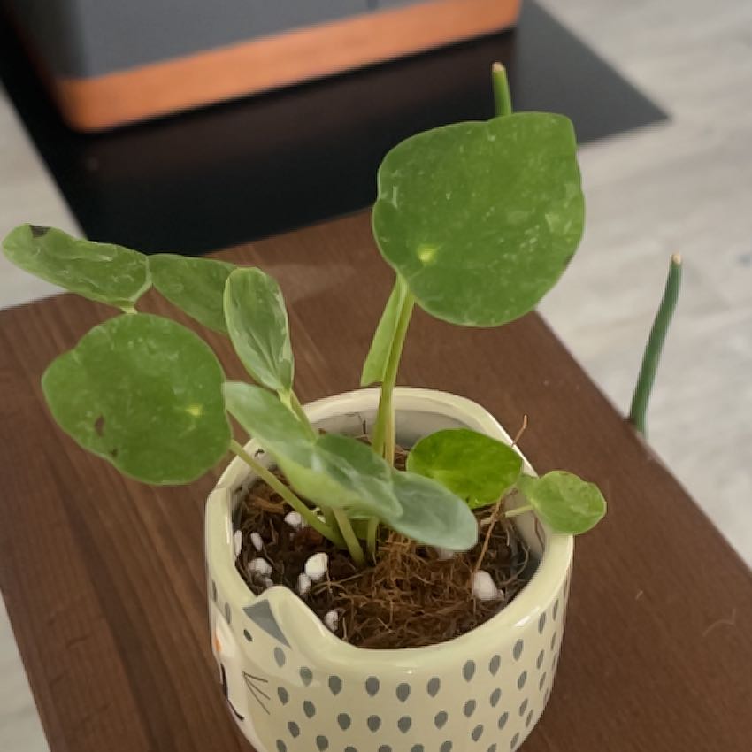 Photo of the plant species Pilea Sugar by @GreatestNoognug named Léa on Greg, the plant care app