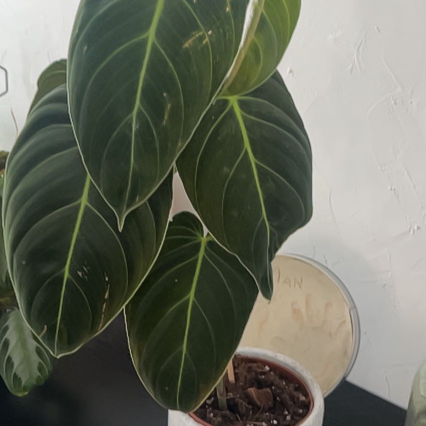 Photo of the plant species Philodendron Melanochrysum x Verrucosum by @GreatestNoognug named Mélanie on Greg, the plant care app