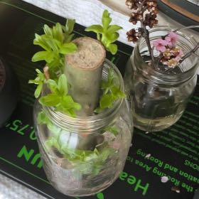 Photo of the plant species Dwarf Willow by @BrainyWildyam named Winston on Greg, the plant care app