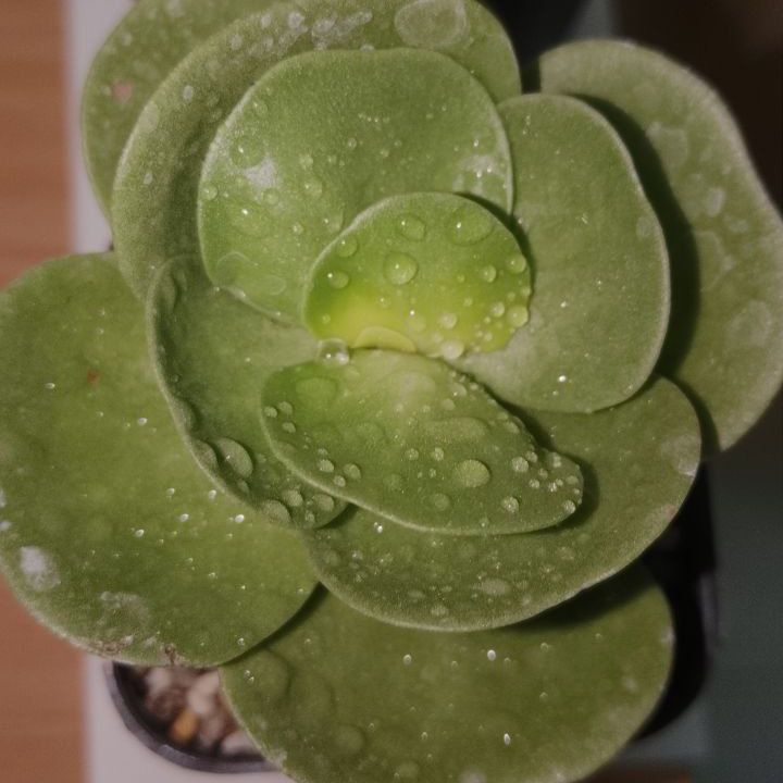 Close-up of a healthy 'Ihi succulent with water droplets on its green leaves.