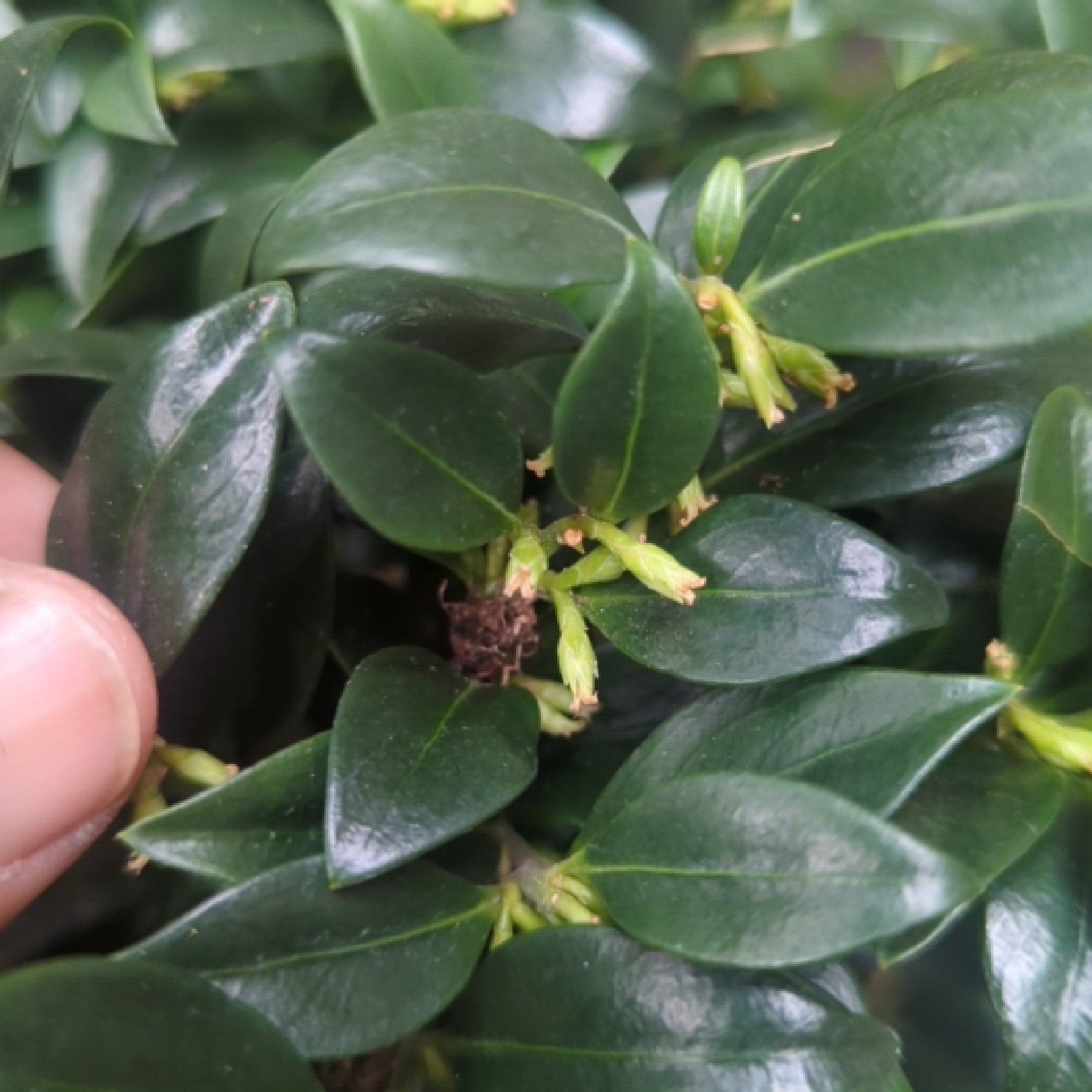 Photo of the plant species Sweet Box by @PoetDragonstail named Denali on Greg, the plant care app