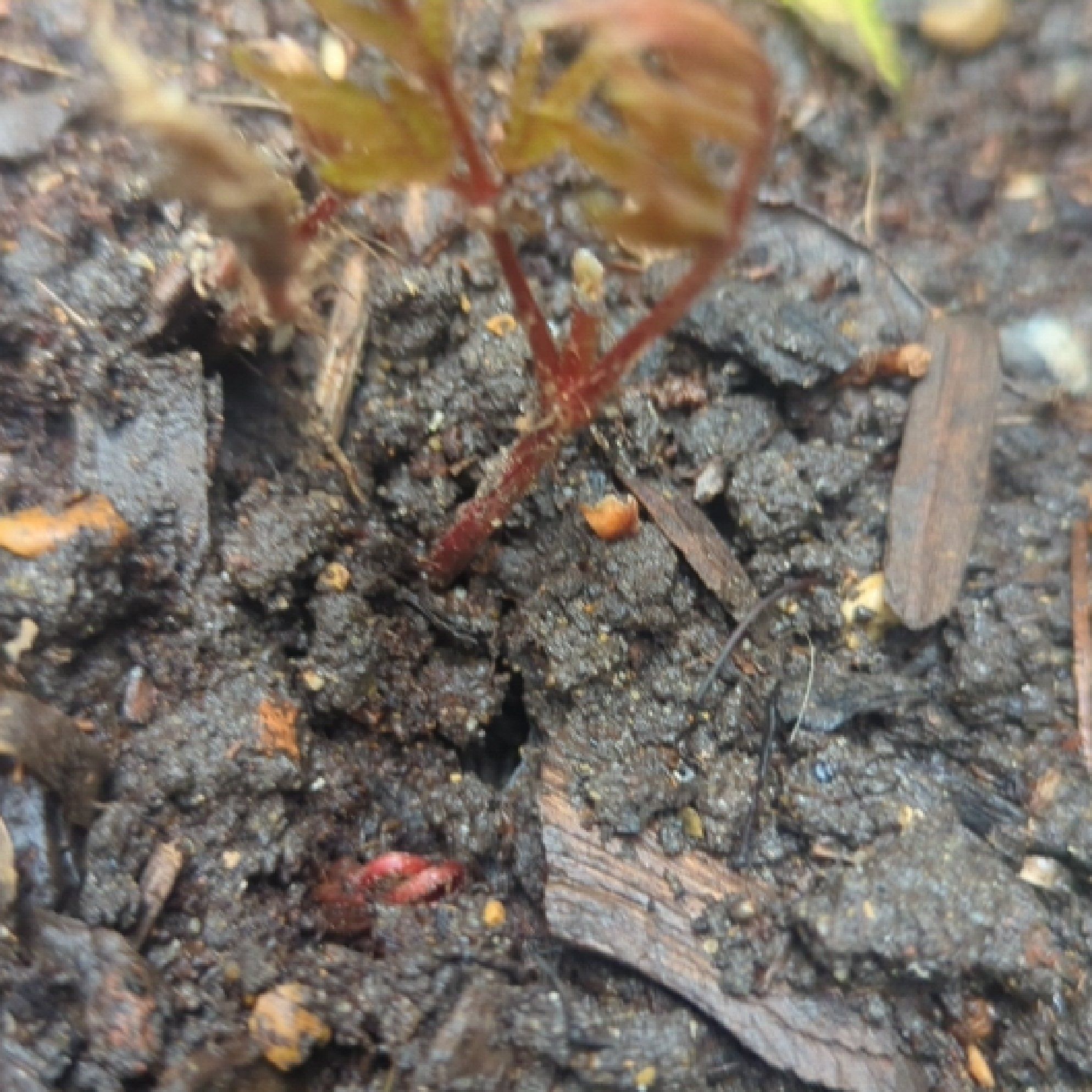 Photo of the plant species Astilbe x 'Younique Lilac™' by @PoetDragonstail named Mochi on Greg, the plant care app