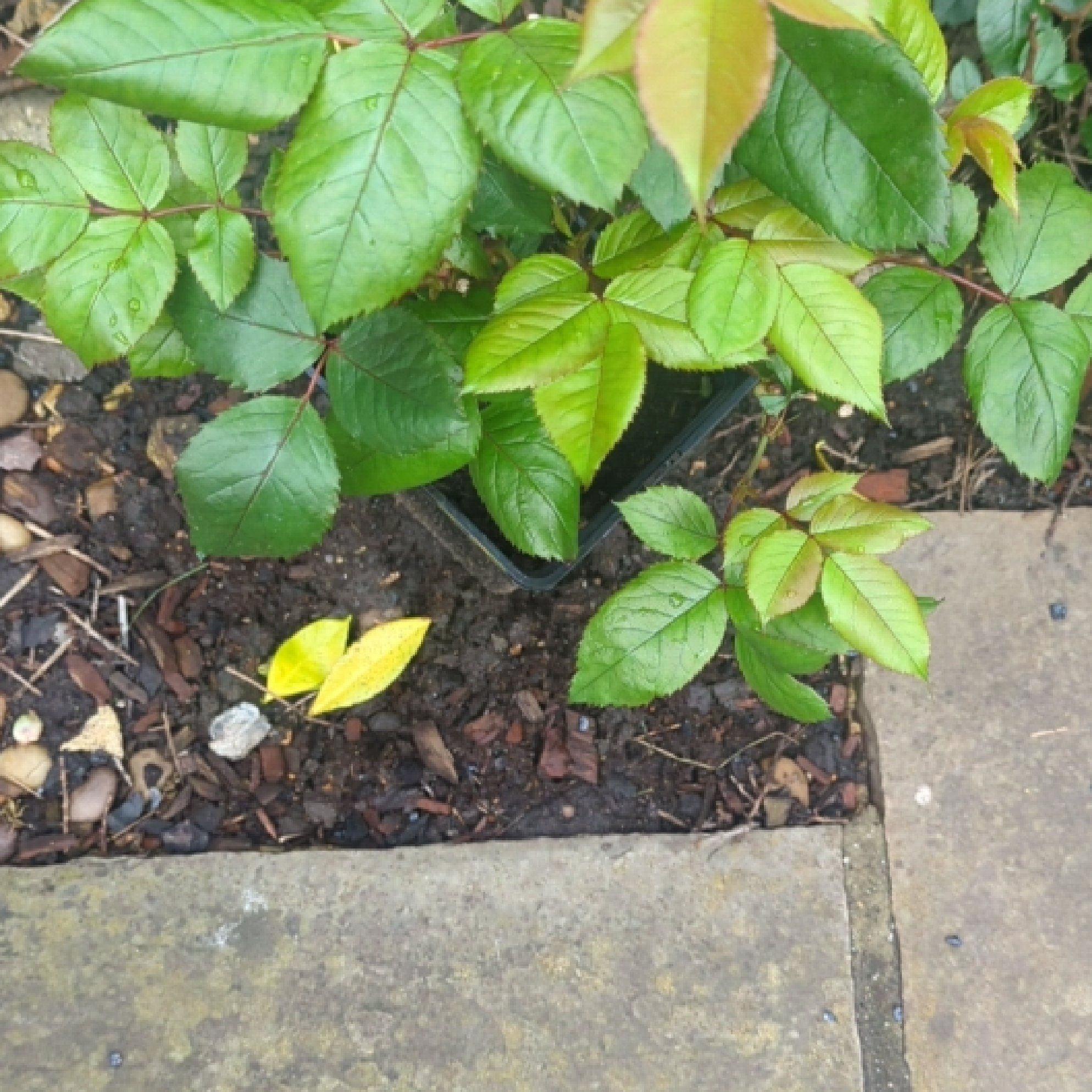 Photo of the plant species Grandiflora Rose by @PoetDragonstail named Kardashian on Greg, the plant care app