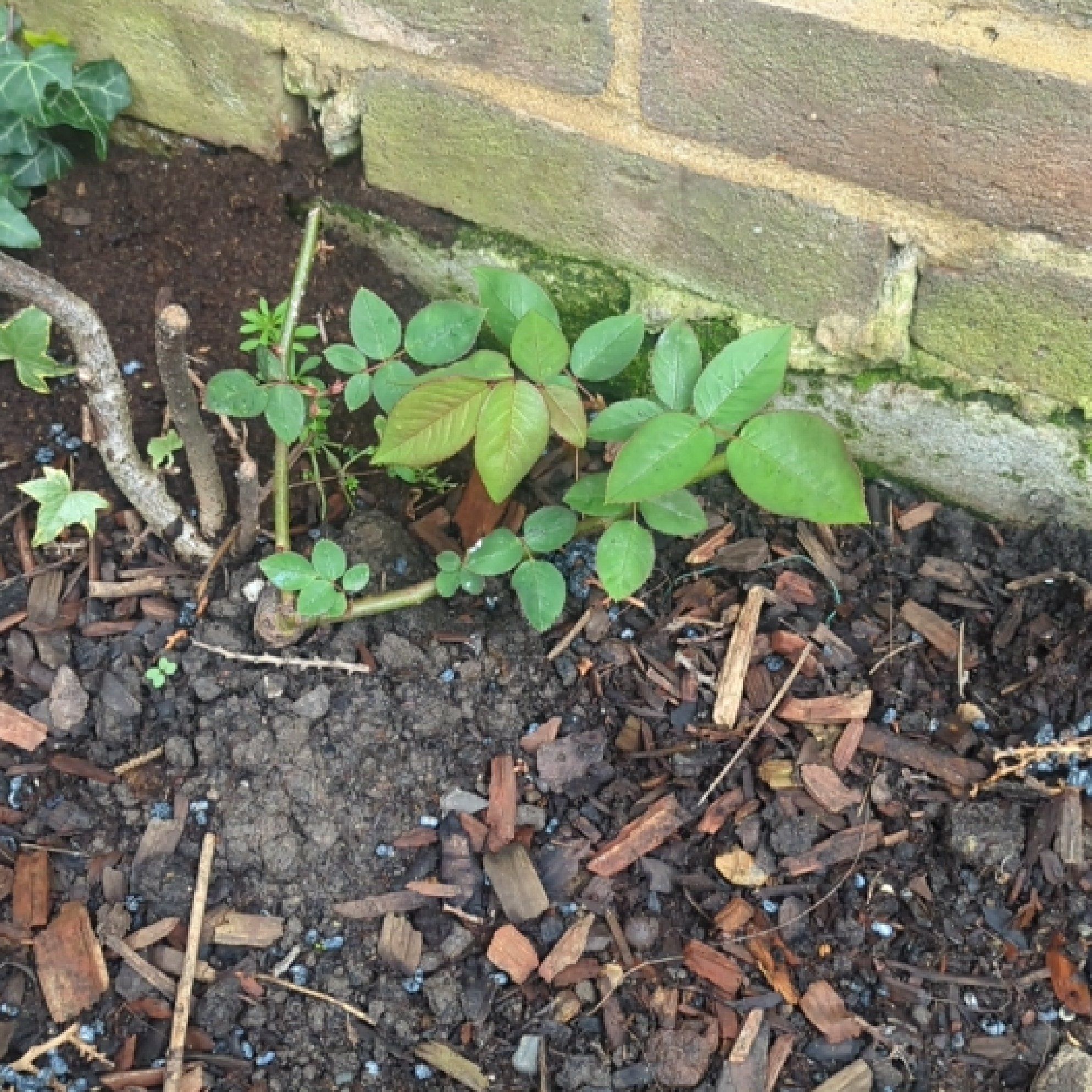 Photo of the plant species Eden Climbing Rose by @PoetDragonstail named Oscar on Greg, the plant care app