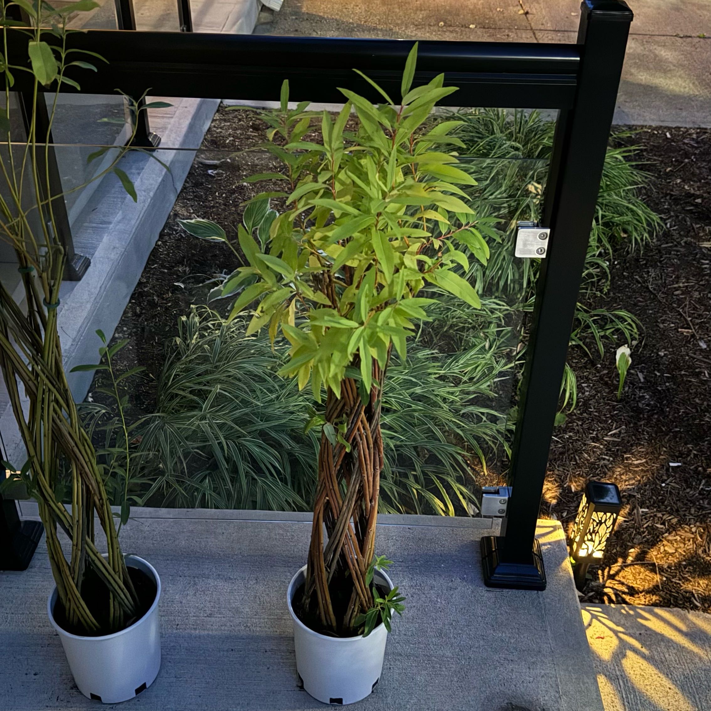 Plant care for Braided Hibiscus on Greg, the plant care app