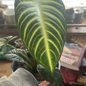 Photo of the plant species Caladium Iindenii by @Jessvk named Winston on Greg, the plant care app