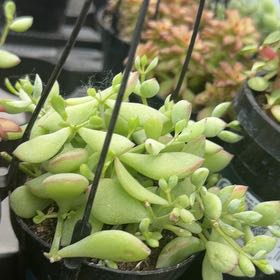 Photo of the plant species Cliff Cotyledon by @BrainyUrnplant named Harper on Greg, the plant care app