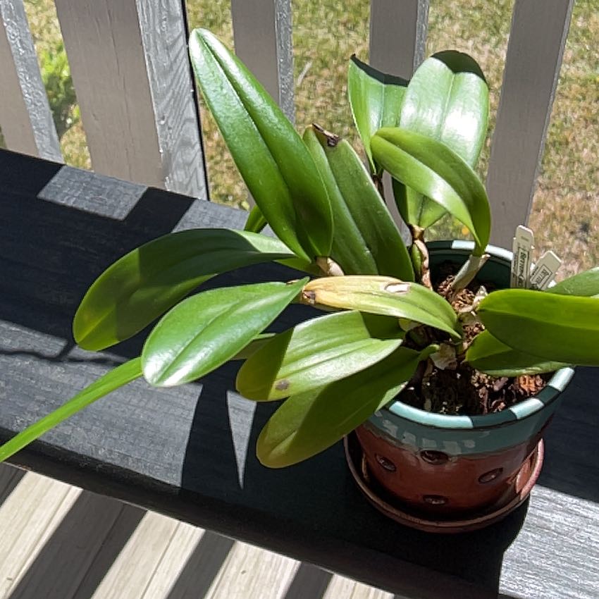 Potted Cattleya Orchid with broad green leaves, minor yellowing and browning visible.