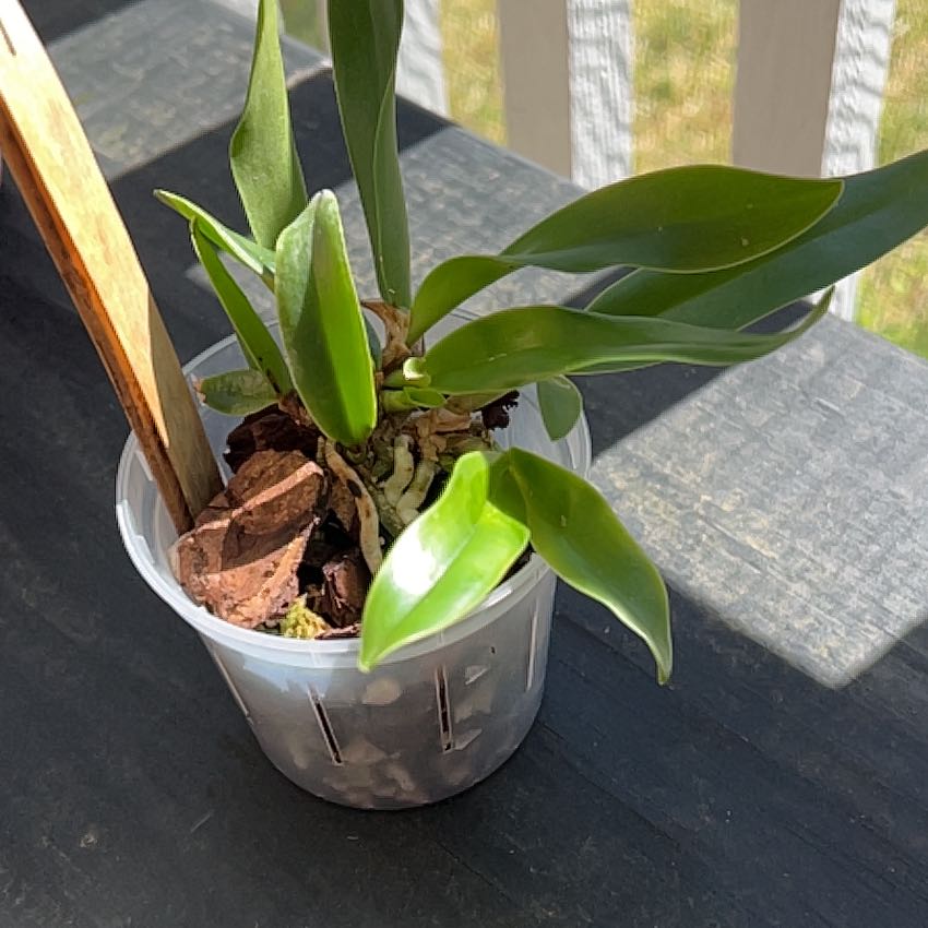 Plant care for Cattlianthe 'Wossner Orange Digger' on Greg, the plant care app