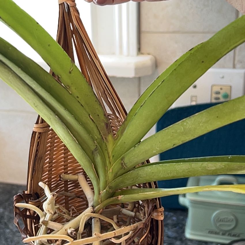 Photo of the plant species Rapeepath by @HeroCloudberry named Scarlett on Greg, the plant care app