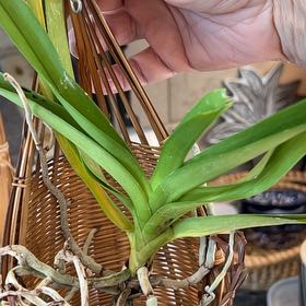 Photo of the plant species Vanda Lumpini Red by @HeroCloudberry named Aria on Greg, the plant care app