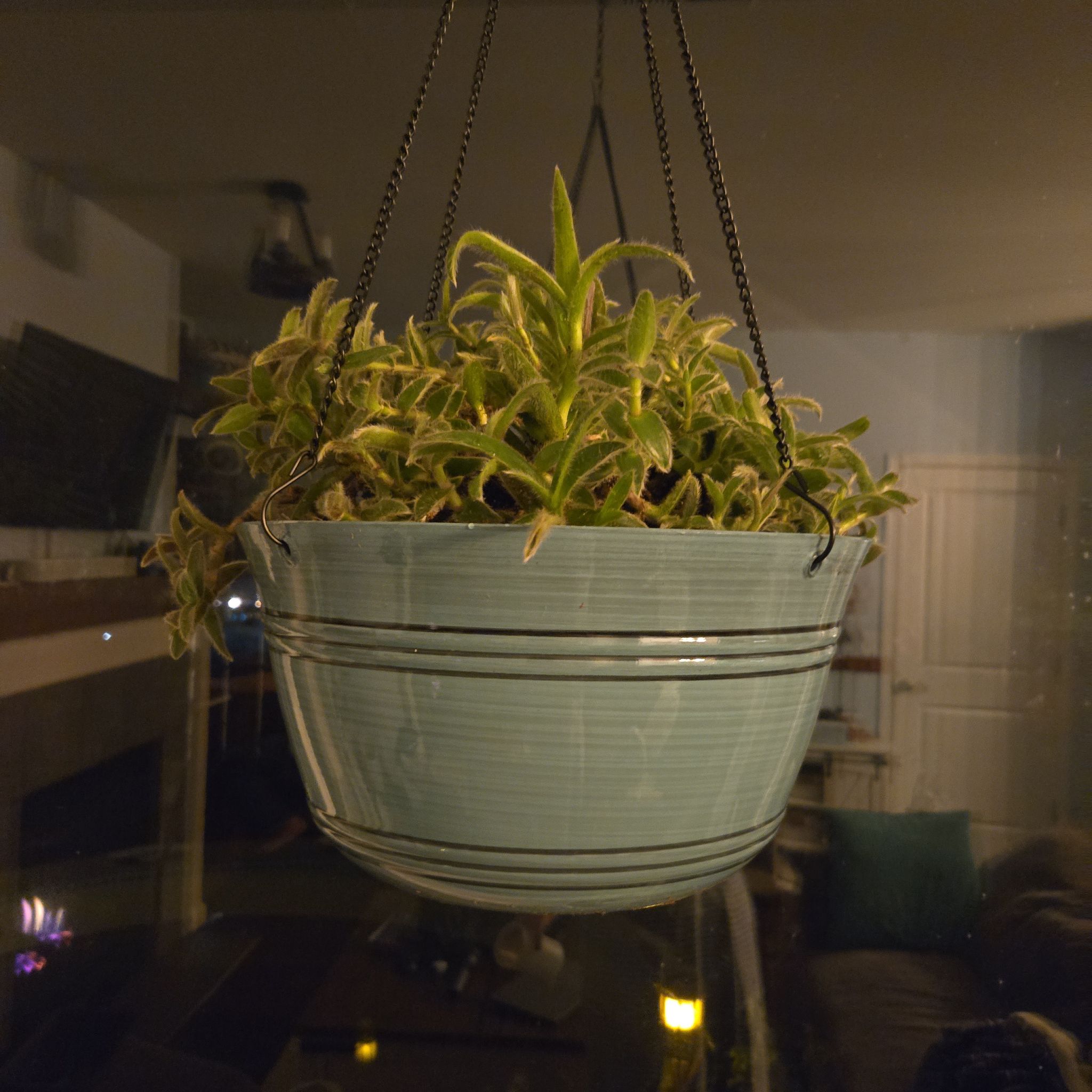 Hanging pot with a healthy Kitten Ears plant, green and fuzzy leaves.