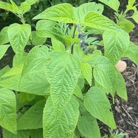 Photo of the plant species Chia by @YiftSiamtulip named Mollie on Greg, the plant care app