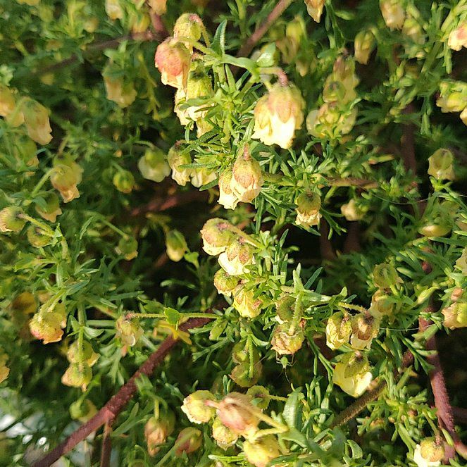 Photo of the plant species Honeybells by @SupersonicPilea named Plato on Greg, the plant care app