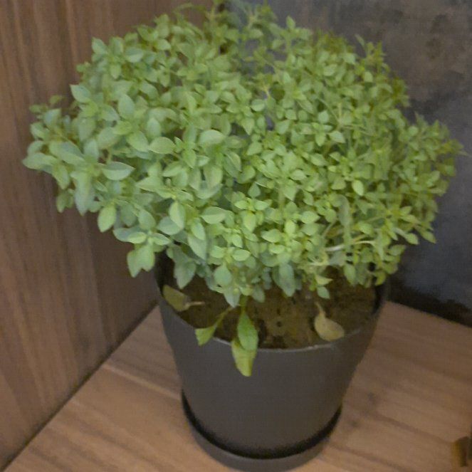 Photo of the plant species Boxwood Basil by @ImmenseChamisa named Dax on Greg, the plant care app