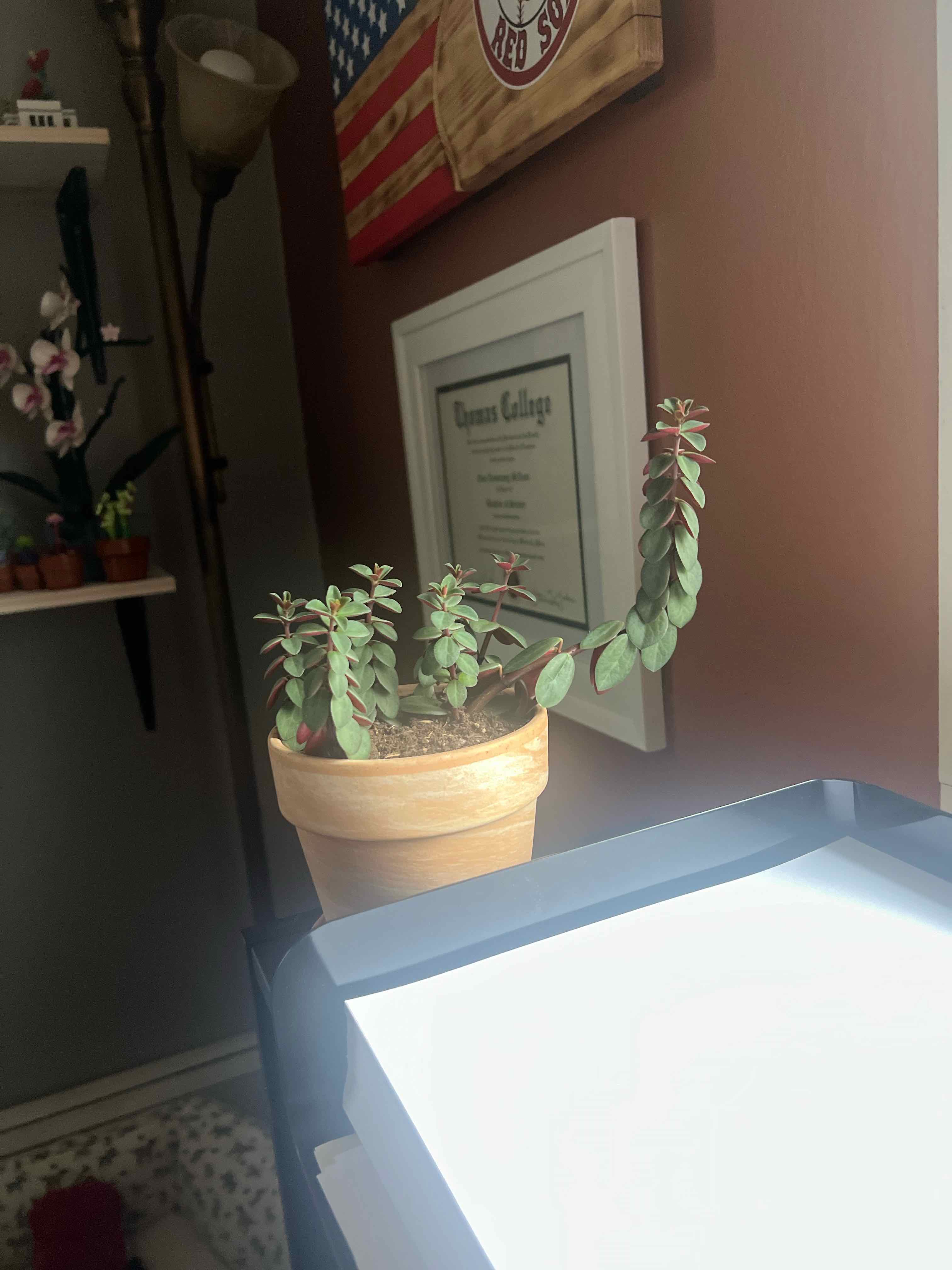 Photo of the plant species Peperomia verticillata 'Red Twist' by @LucidGuppyplant named Apollo on Greg, the plant care app