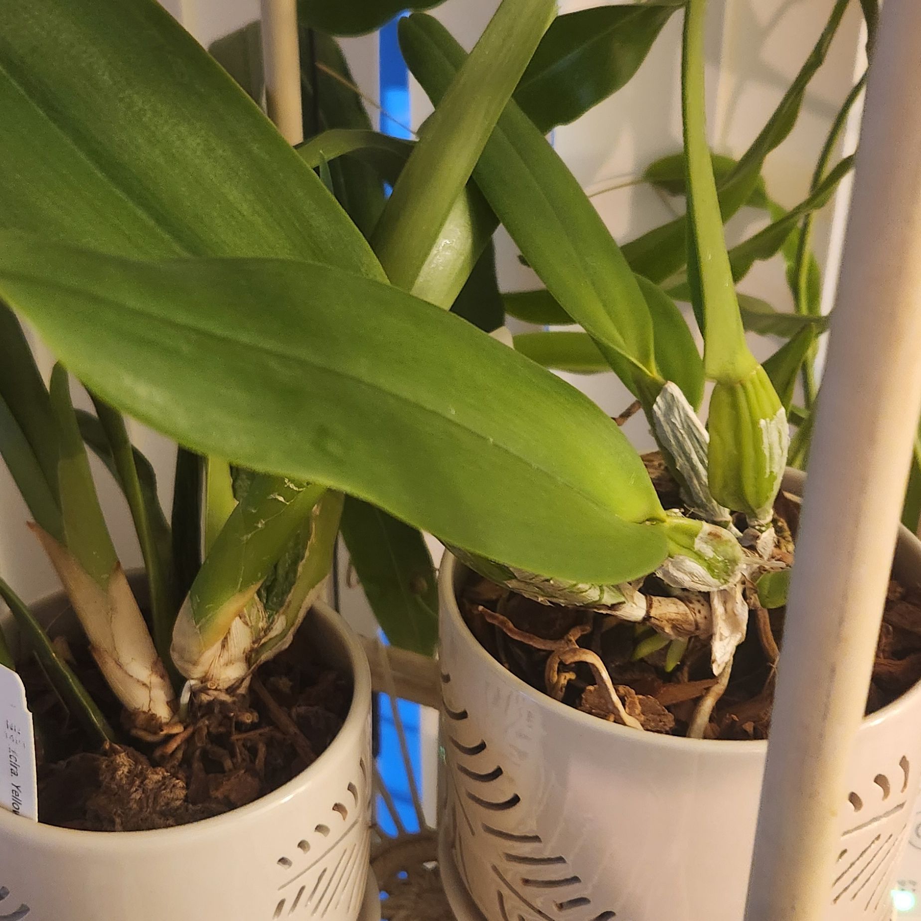 Photo of the plant species Rlc. Suzuki's Premiere by @SlinkySandsedge named Zion on Greg, the plant care app