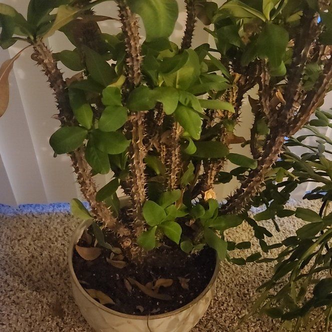 Photo of the plant species Grandiflora Crown of Thorns by @SlinkySandsedge named Sonora on Greg, the plant care app