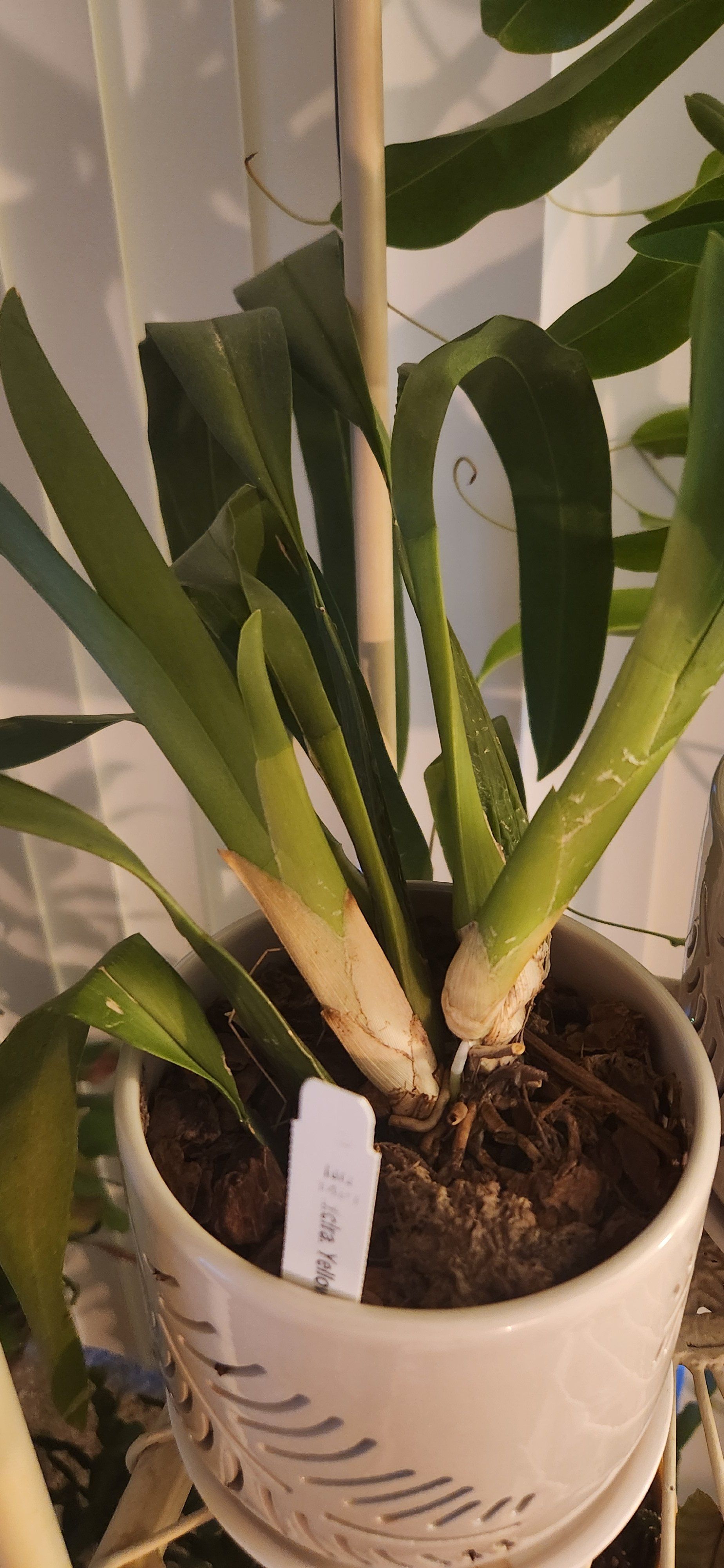 Photo of the plant species Brassidium Clonal Hybrid by @SlinkySandsedge named Robert Plant on Greg, the plant care app