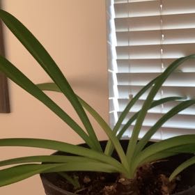 Photo of the plant species Picotee Amaryllis by @DeluxeHopsedge named Homer on Greg, the plant care app
