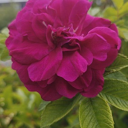Photo of the plant species French Rose by @GemMarshspurge named LiloStitch on Greg, the plant care app