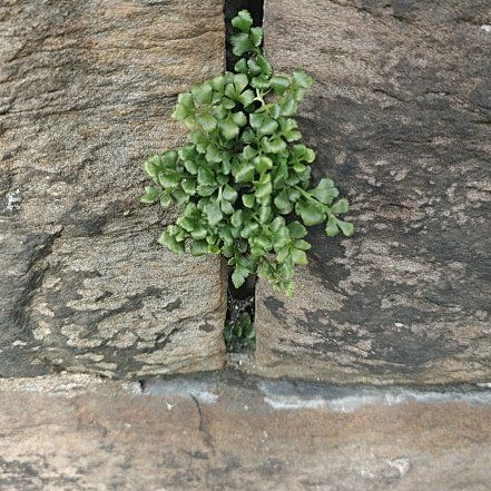 Photo of the plant species Wall-Rue by @GemMarshspurge named Gates on Greg, the plant care app