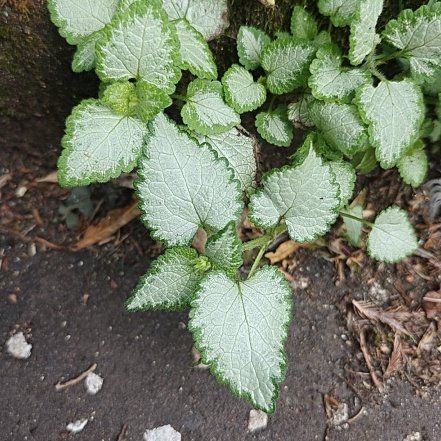 Photo of the plant species Purple Dragon by @GemMarshspurge named Luna on Greg, the plant care app