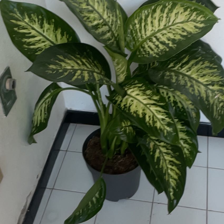 Photo of the plant species Dieffenbachia 'Tropic Snow' by @BigFlamelily named Pami on Greg, the plant care app