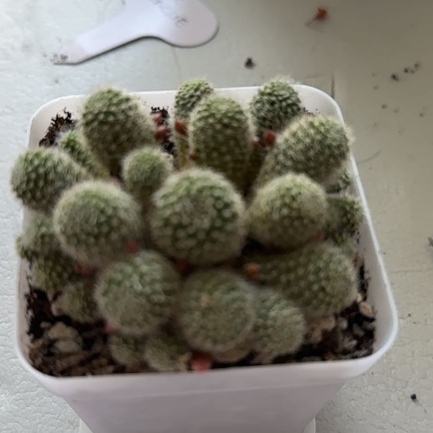 Photo of the plant species Orange Crown Cactus by @PerkyMayten named Rebutia Flavistyla on Greg, the plant care app