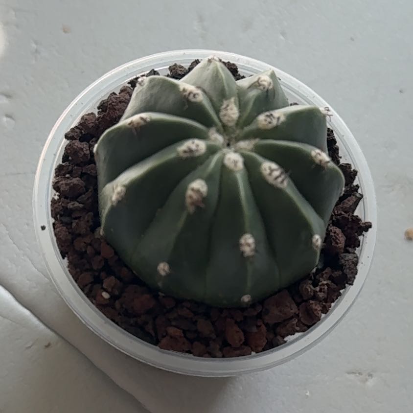 Photo of the plant species Melocactus curvispinus by @PerkyMayten named Melocactus Maxonii ‘Inerrmis’ on Greg, the plant care app