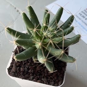 Photo of the plant species Finger Cactus by @PerkyMayten named Dolochothele longimamma on Greg, the plant care app