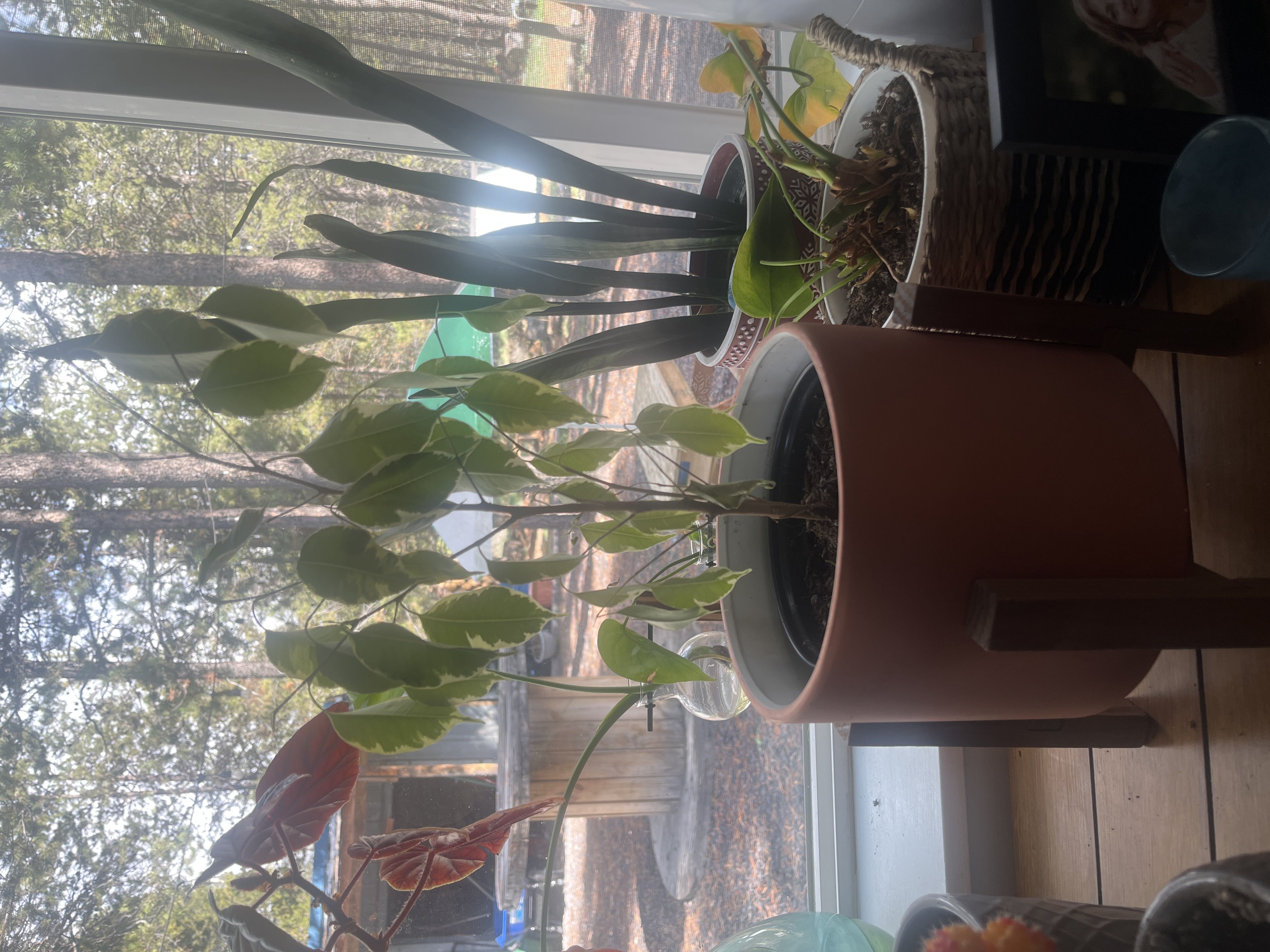 Photo from the post