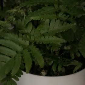 Photo of the plant species Sensitive Fern by @PetMooncactus named Pax on Greg, the plant care app