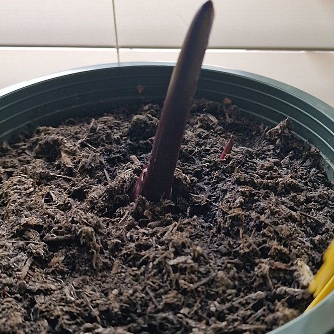 Photo of the plant species Pharaoh's Mask Elephant Ear by @YeahPinkcactus named Diana on Greg, the plant care app