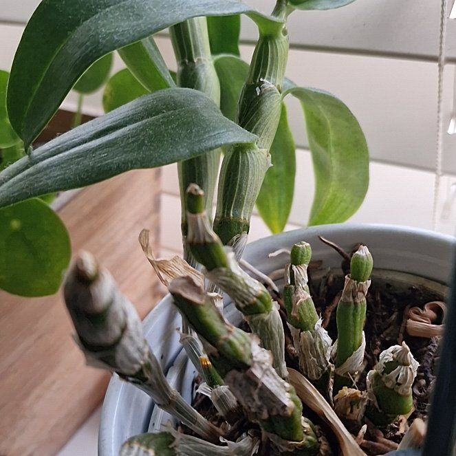 Photo of the plant species Dendrobium Love Memory Fizz by @YeahPinkcactus named Forrest on Greg, the plant care app