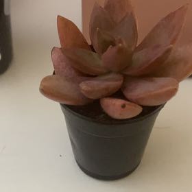 Photo of the plant species Graptopetalumalpenglow by @AlertCarrot named Jelly on Greg, the plant care app