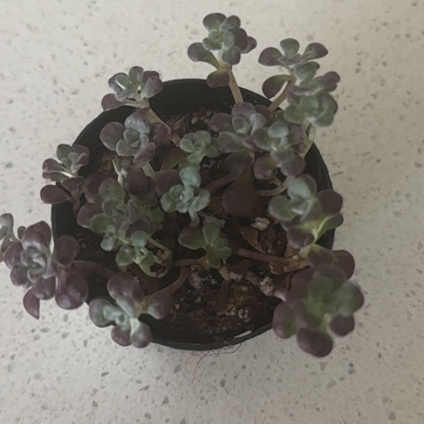 Photo of the plant species Sedum spathulifolium 'Carnea' by @HunkyCoralfern named Oscar on Greg, the plant care app