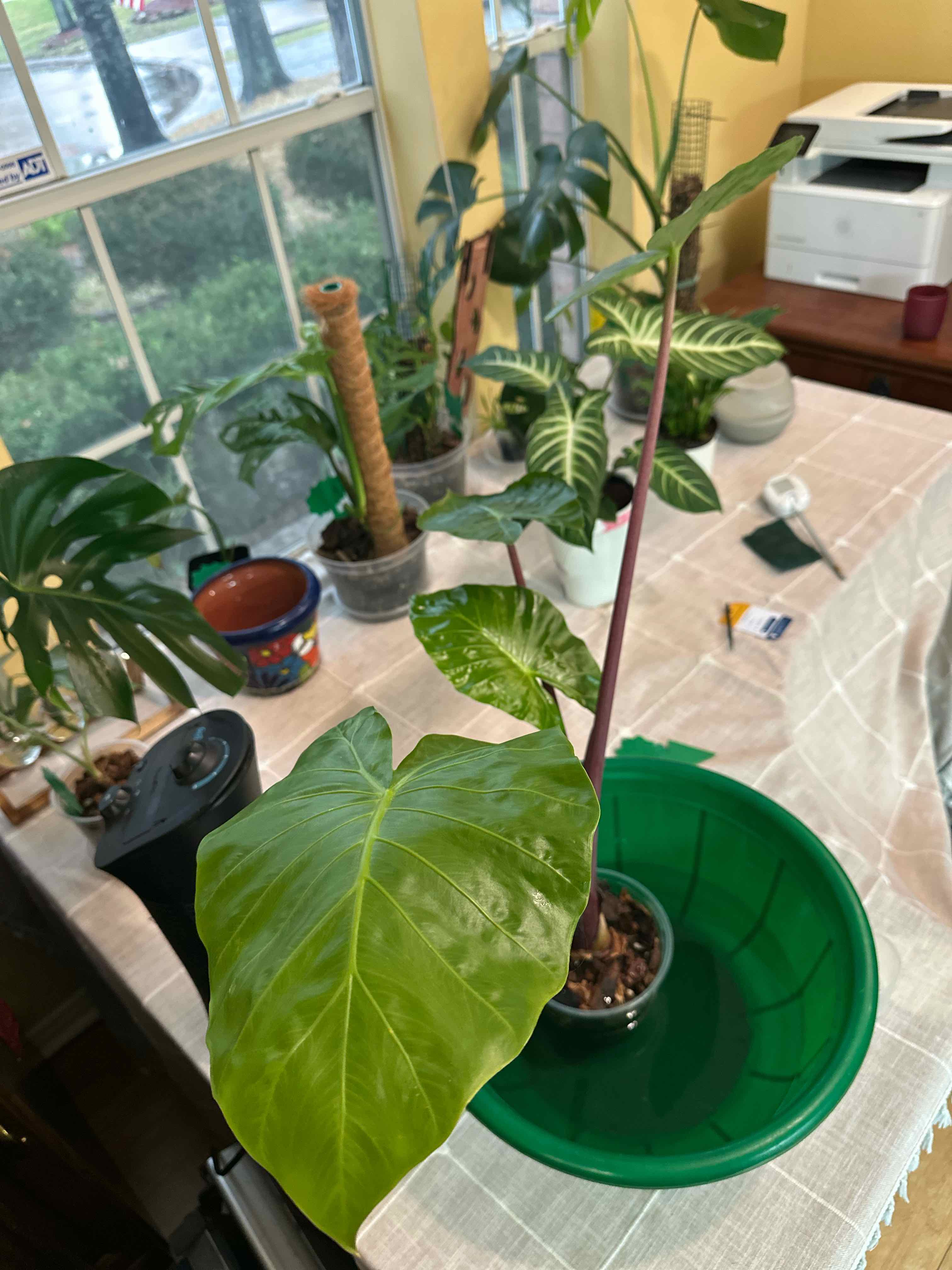 Photo of the plant species Elephant Ear by @Verosplant named Alocasia plumbea ‘Purple Passion’ on Greg, the plant care app