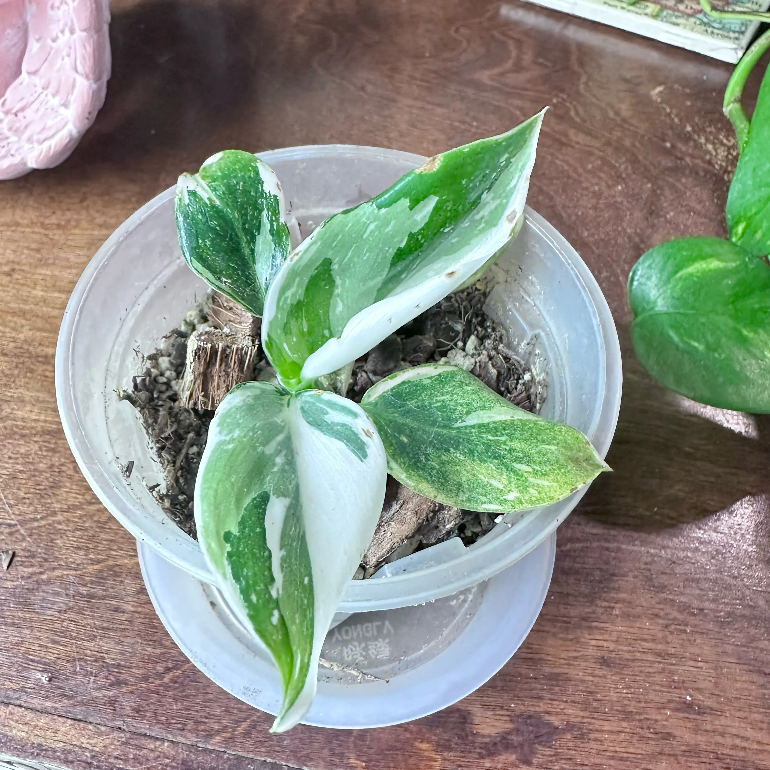 Photo of the plant species Philodendron 'White Nights' by @Verosplant named Siku white night on Greg, the plant care app
