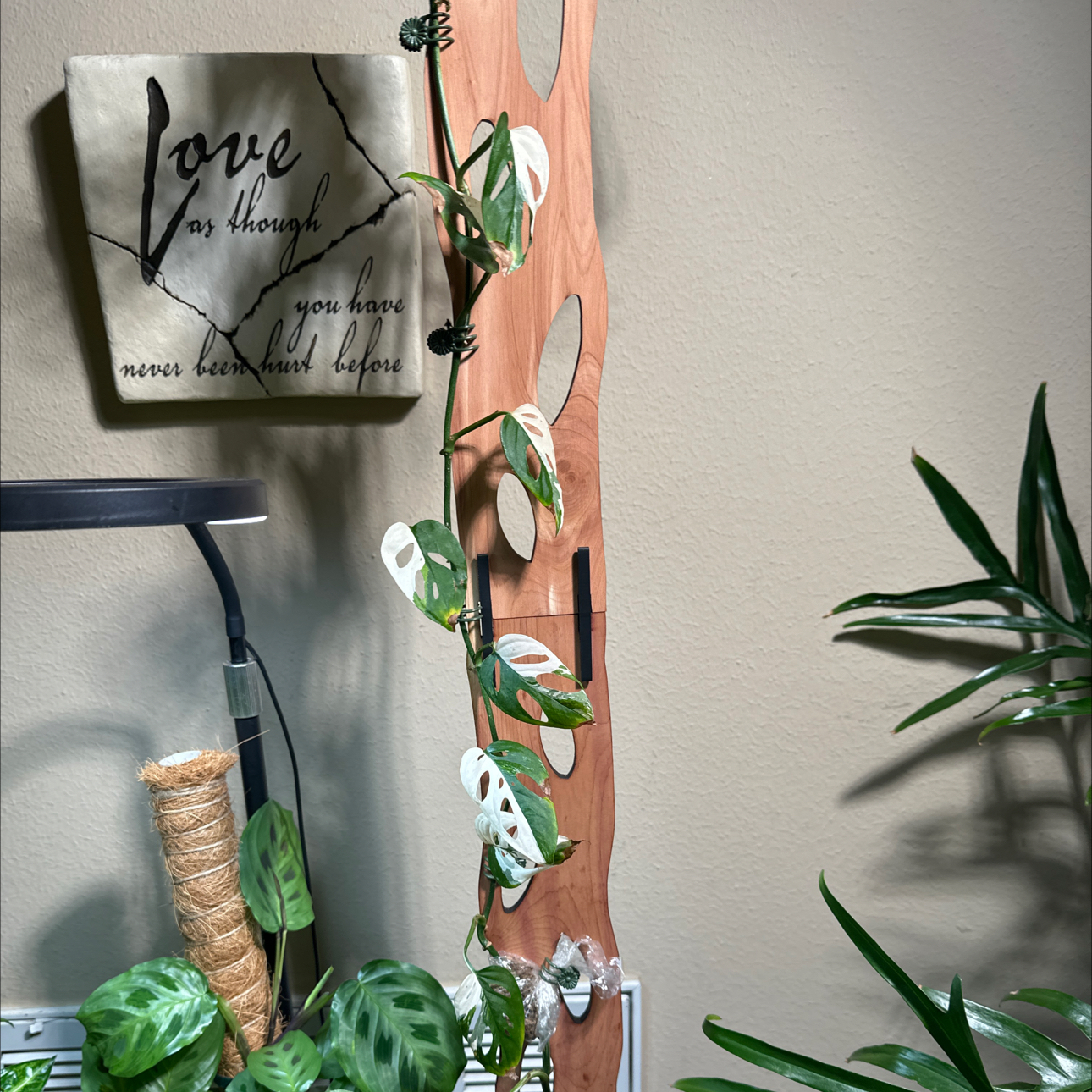 Photo of the plant species Variegated Swiss Cheese Plant by @Verosplant named Monstera Acuminata Albo Variegated on Greg, the plant care app