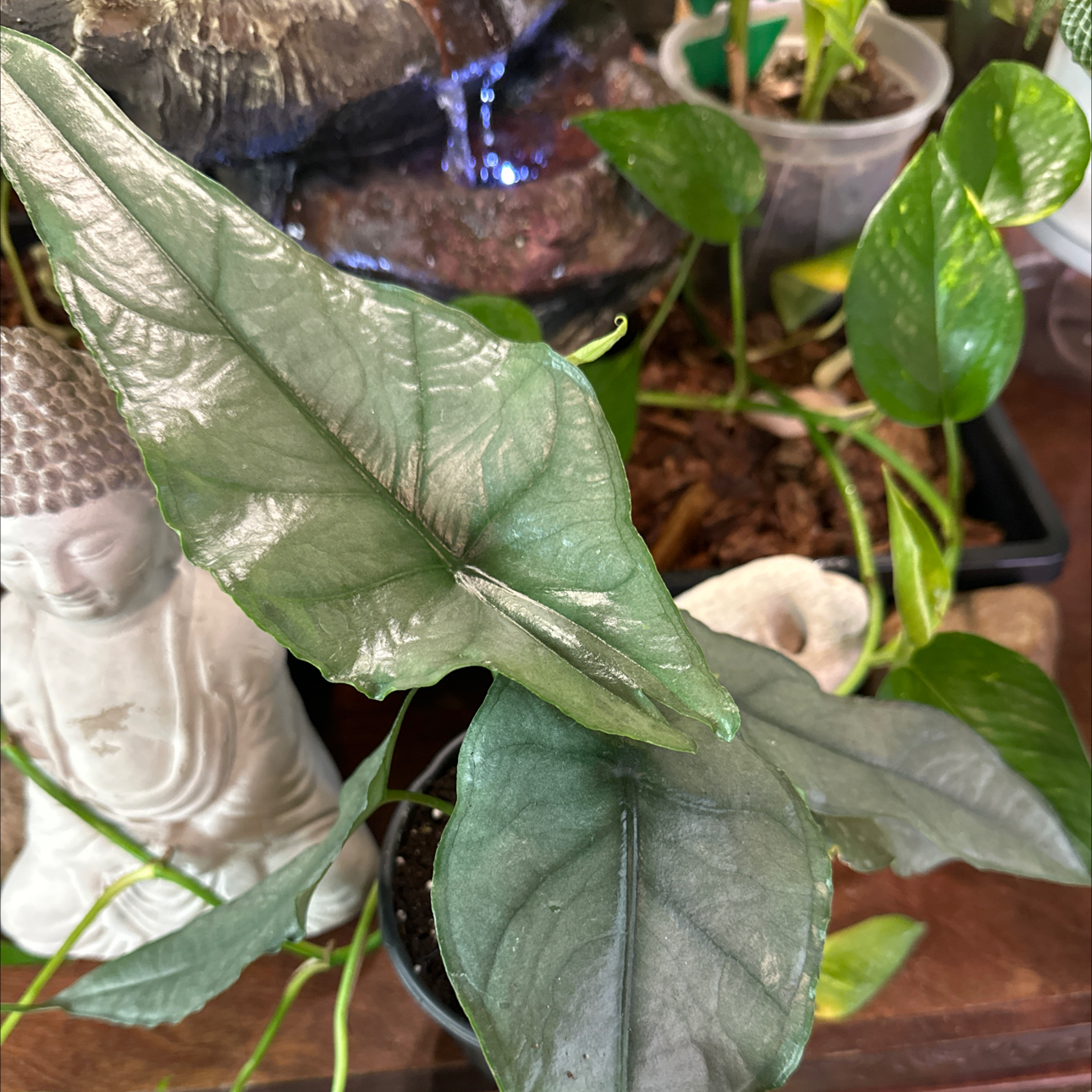 Photo of the plant species Alocasia dragons breath by @Verosplant named Forrest on Greg, the plant care app