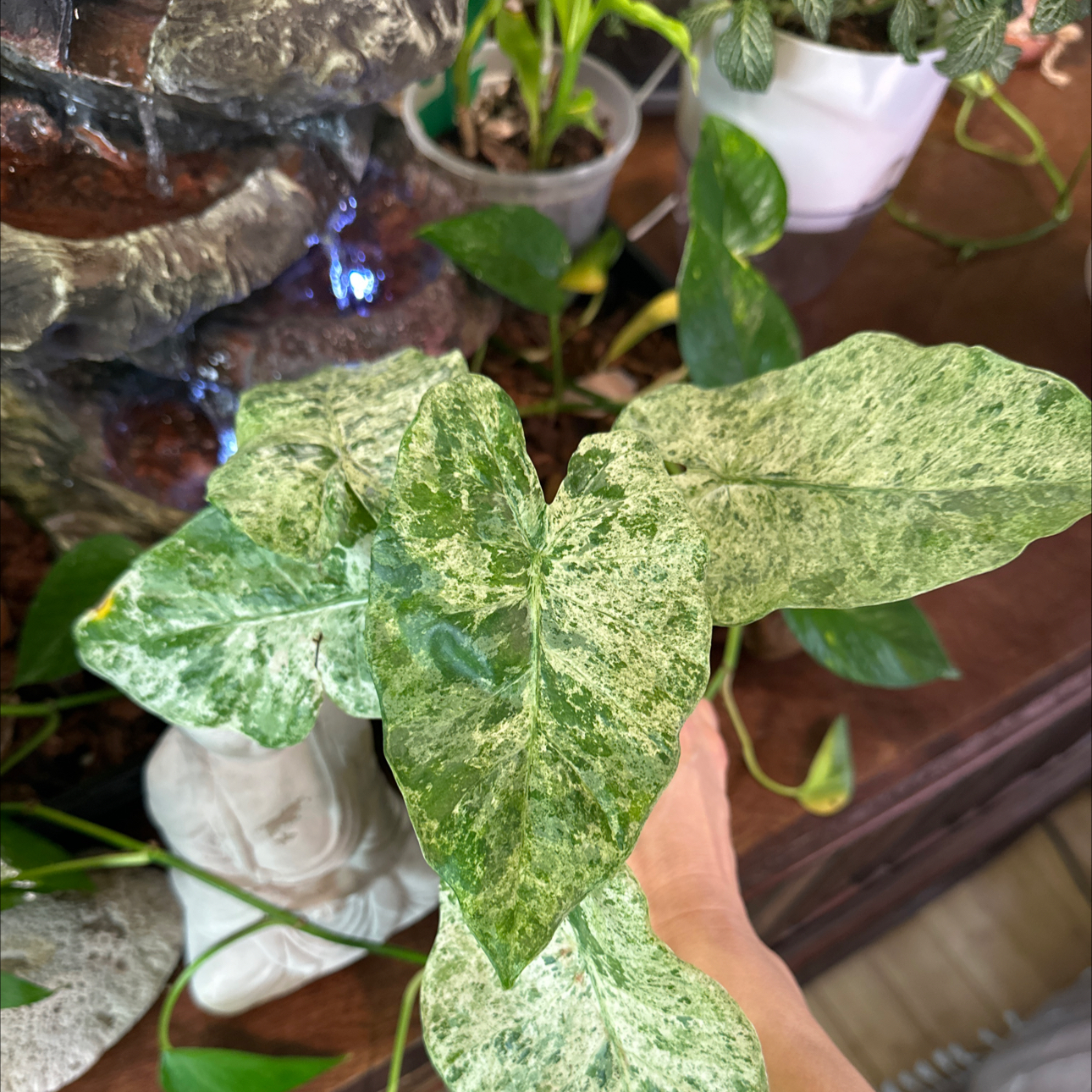 Photo of the plant species Alocasia Snow Odora Batik by @Verosplant named Gregarious on Greg, the plant care app