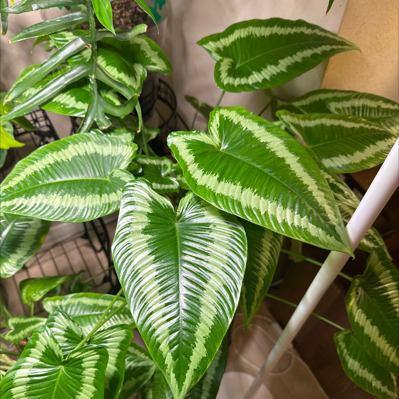 Photo of the plant species Schismatoglottis wallichii by @Verosplant named Terra on Greg, the plant care app
