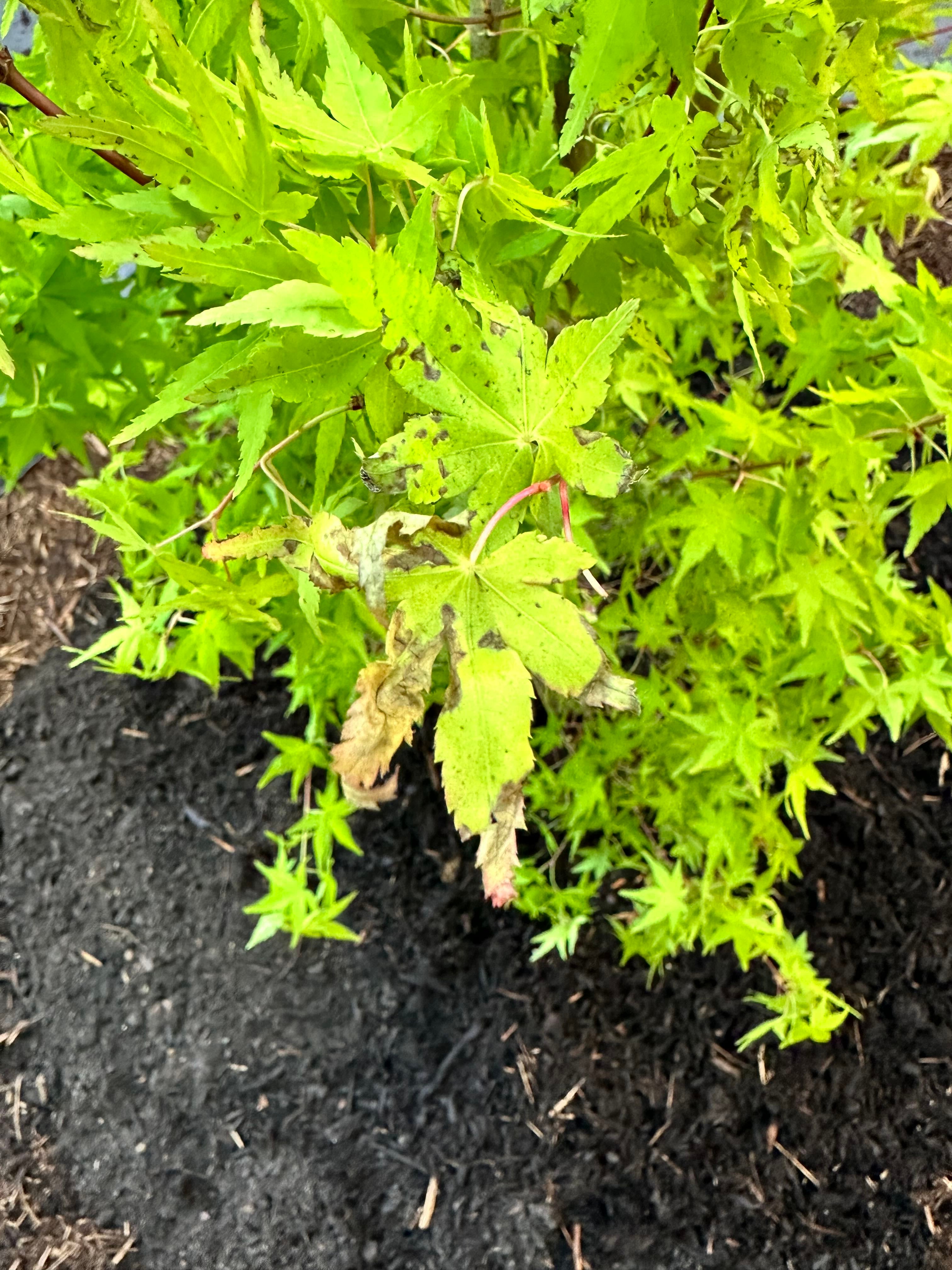 Acer 'Bihou' Care 101 Water, Light & Growing Tips