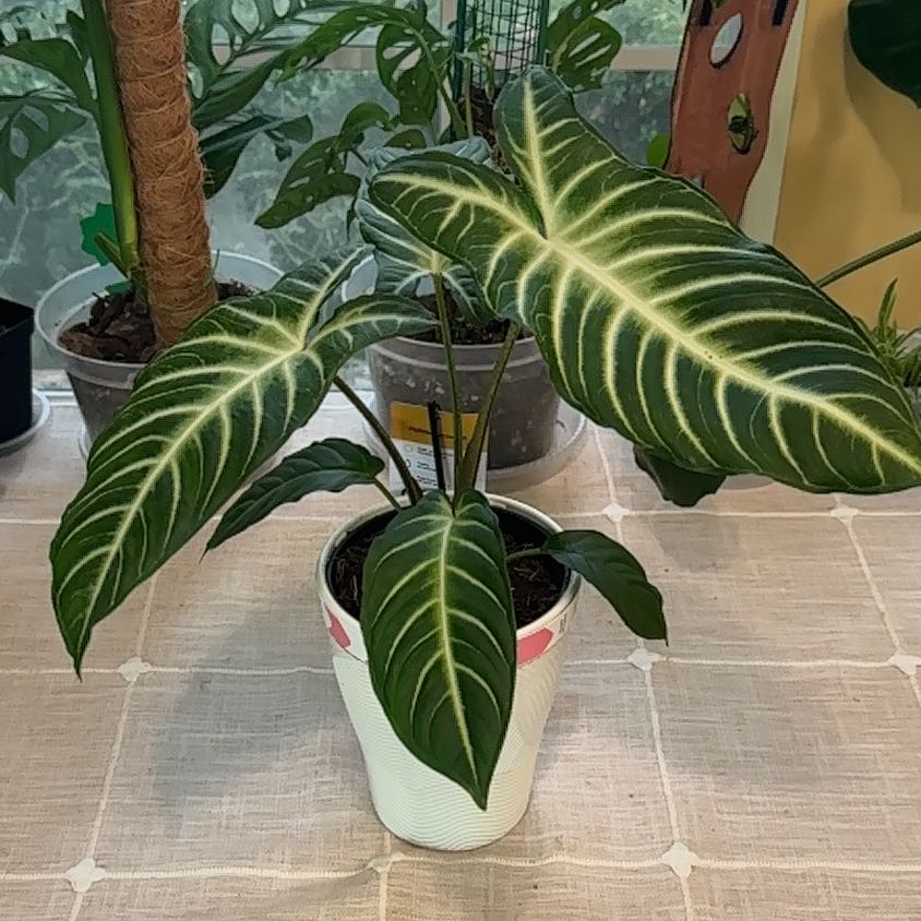 Photo of the plant species Xanthosoma by @Verosplant named Sproutacus on Greg, the plant care app
