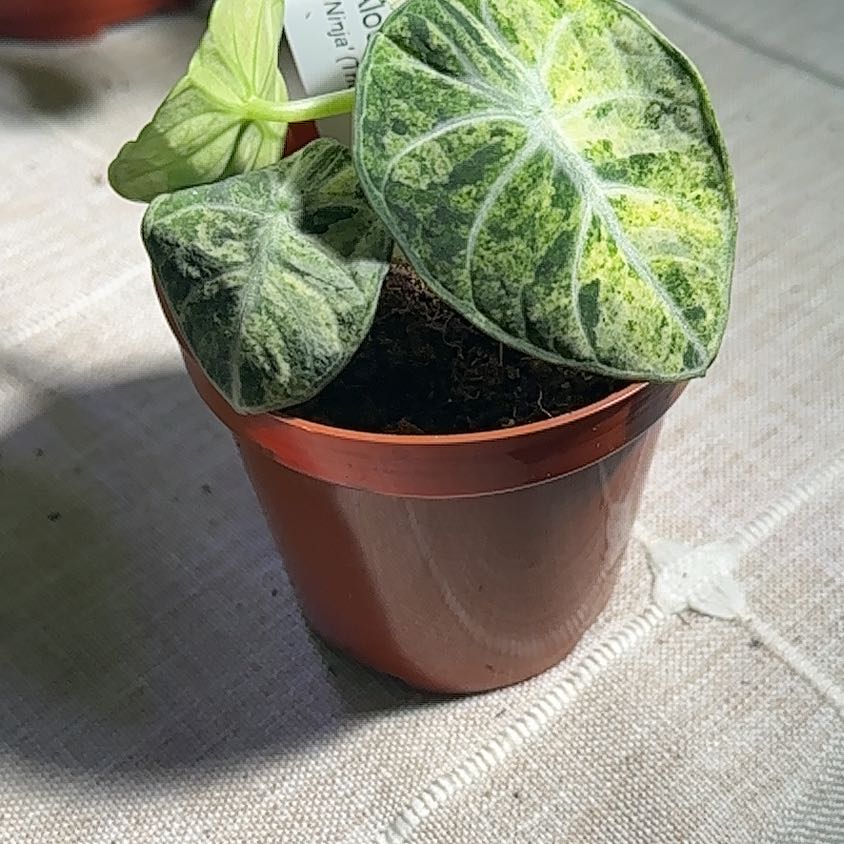 Alocasia Ninja Tri-Color Plant Care: Water, Light, Nutrients